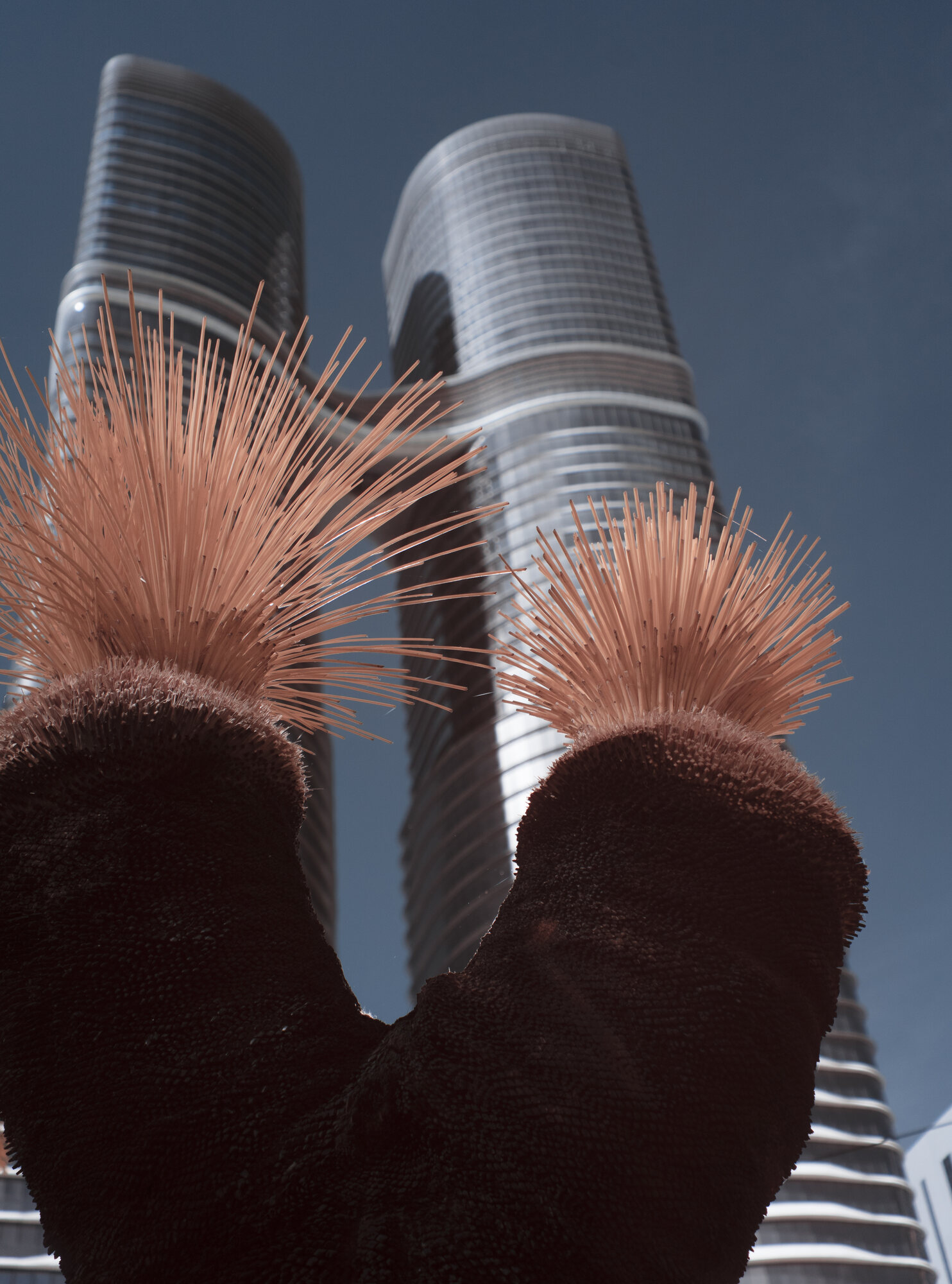 Grass tree spines silhouetted against skyscrapers in Melbourne, infrared colour shift