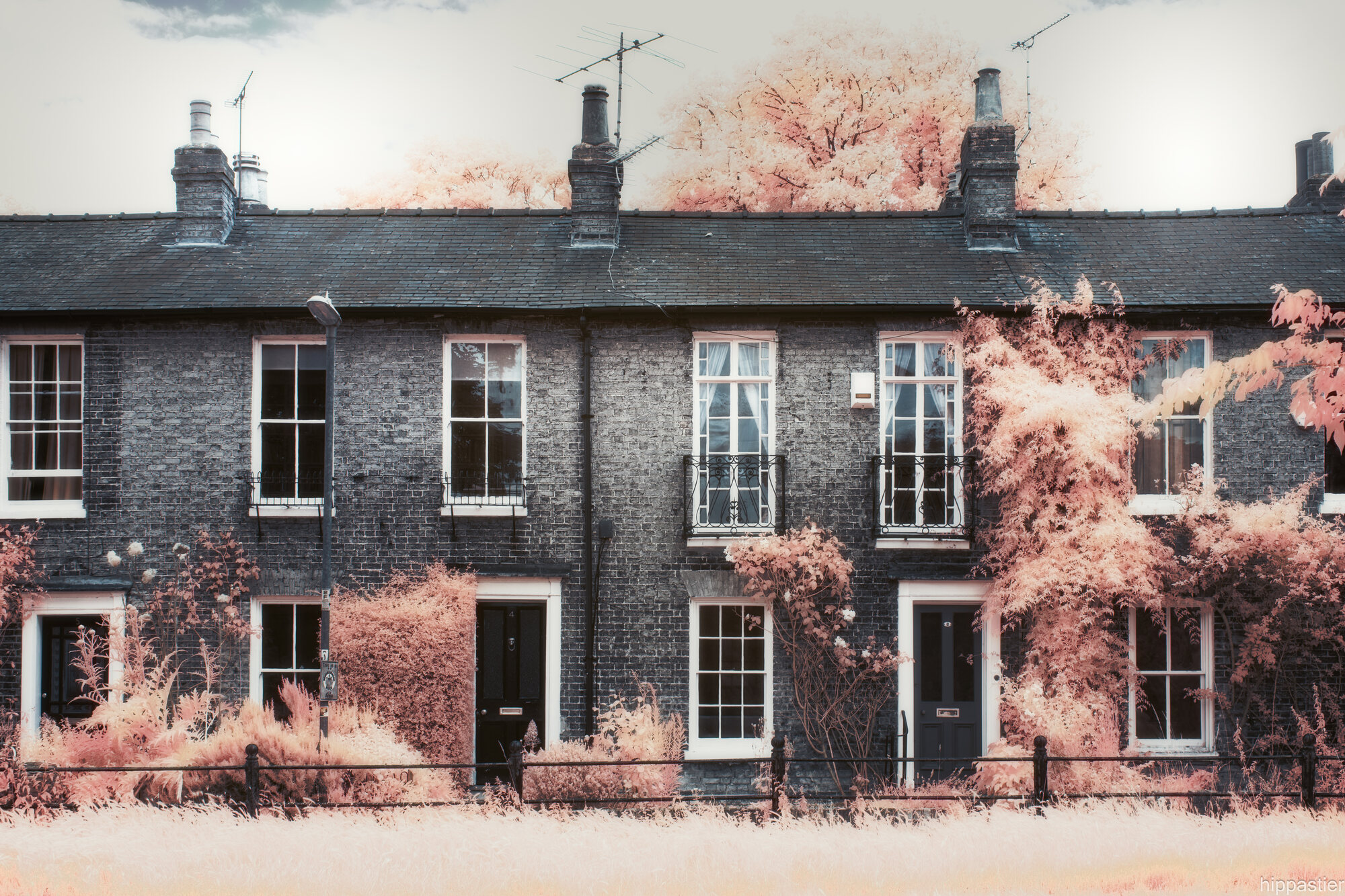 Row of brick terrace houses with pink infrared ivy and trees behind