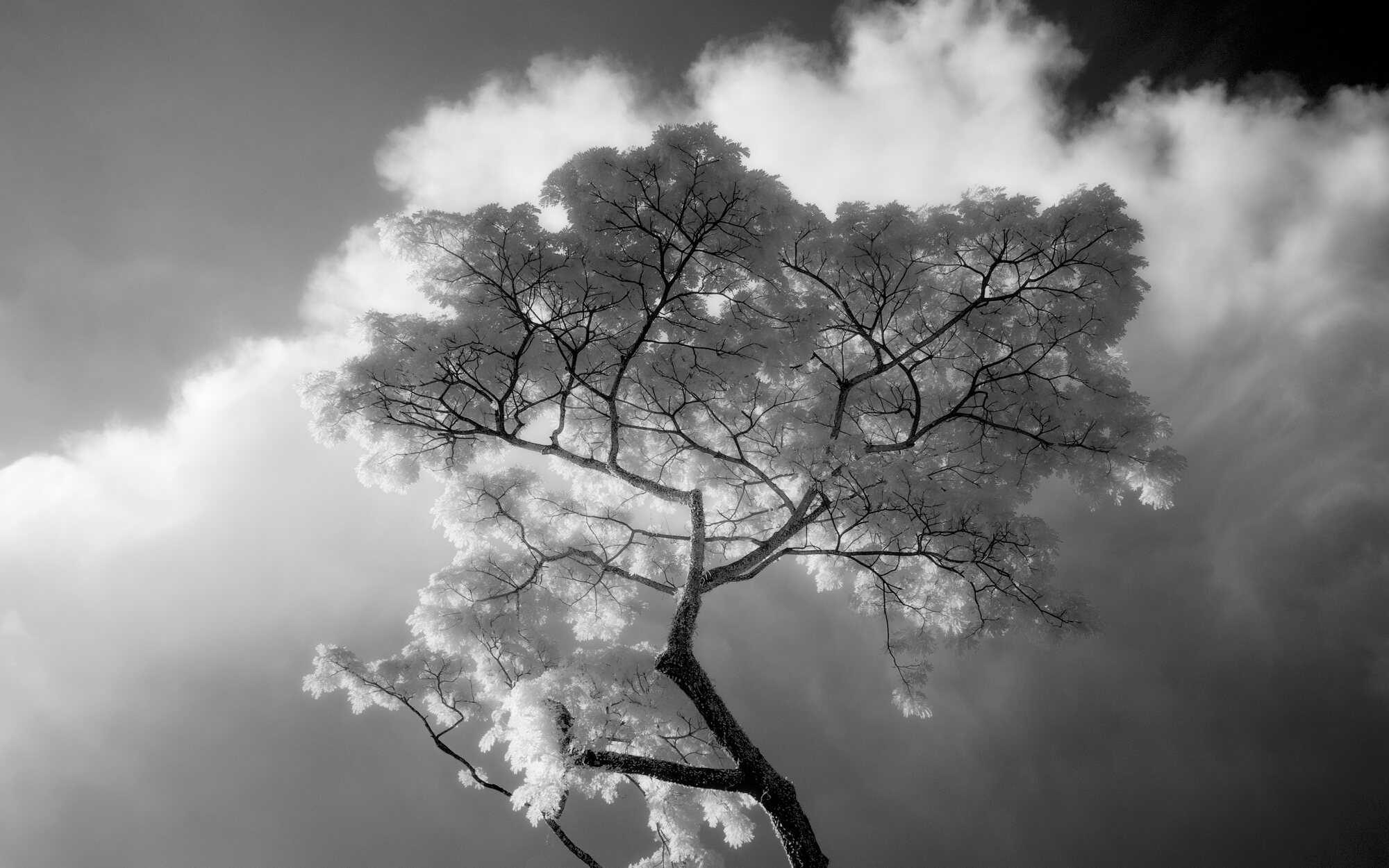 Tree canopy against sky, black and white infrared, high contrast foliage