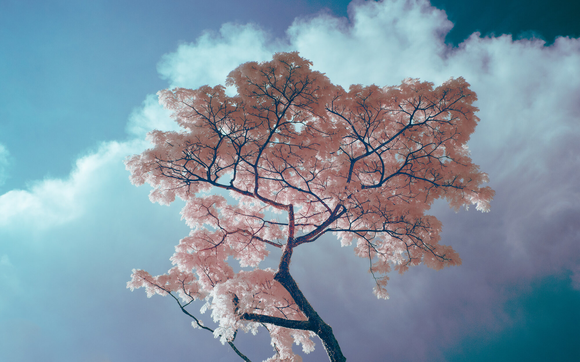 Tree canopy against blue sky in infrared, salmon-pink leaves