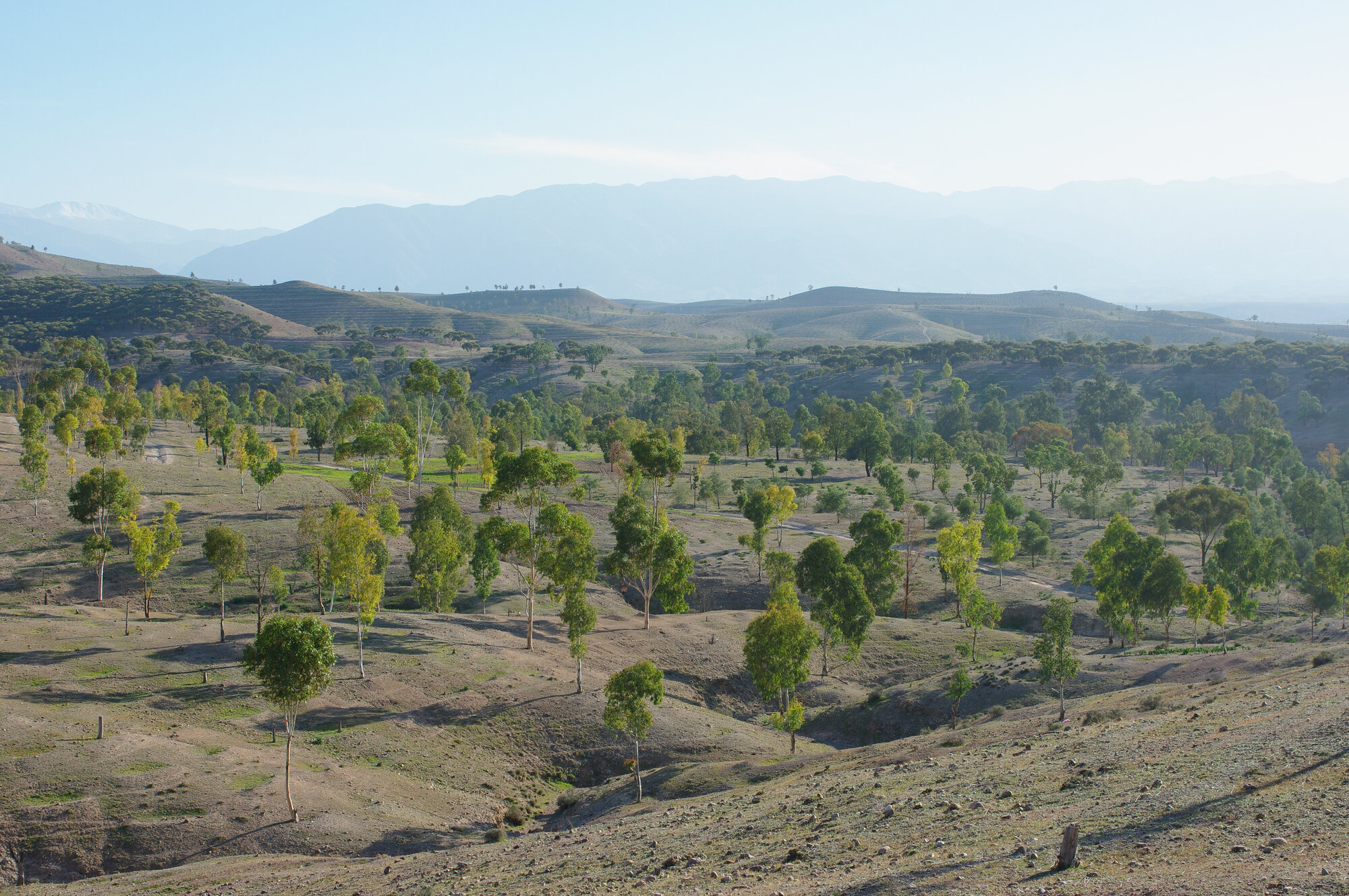 Rolling eucalyptus-planted hills in natural daylight colour