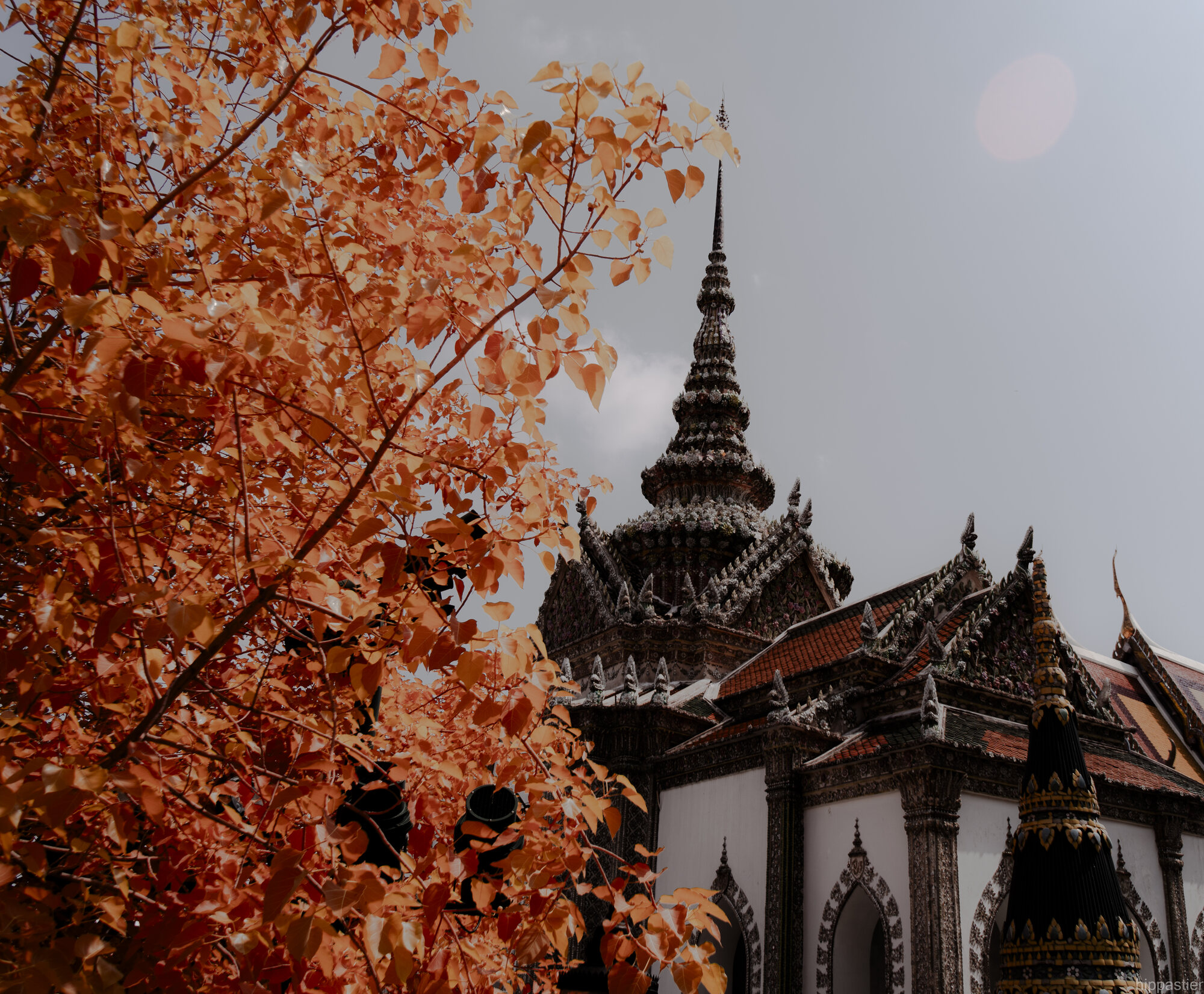 Orange infrared leaves framing a gilded temple spire at the Grand Palace, Bangkok