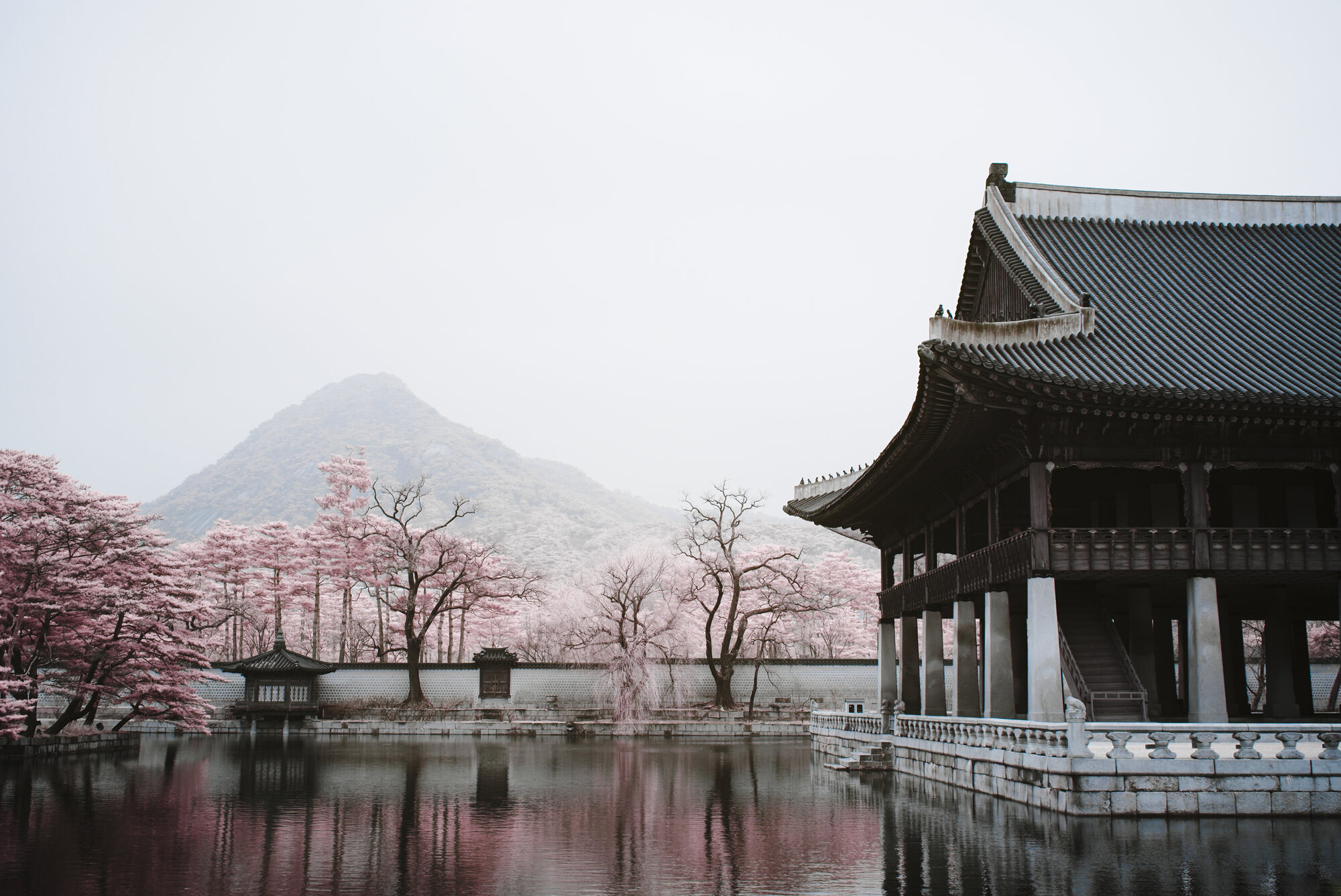 Gyeongbokgung Palace pavilion over water, cherry blossoms in infrared pink