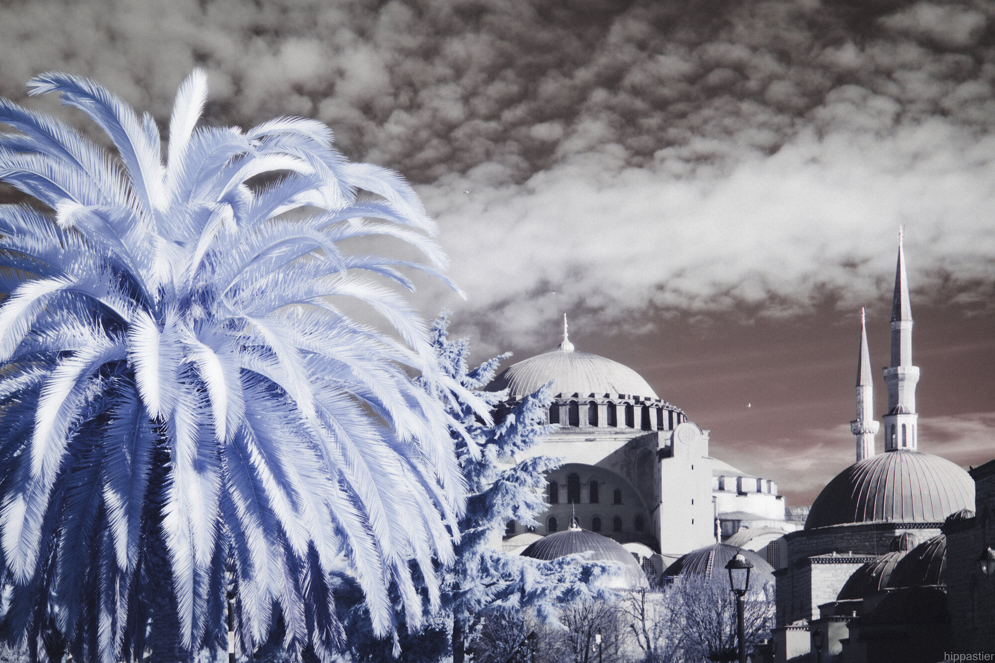 Palm fronds beside the domes and minarets of Hagia Sophia, infrared with a warm sky
