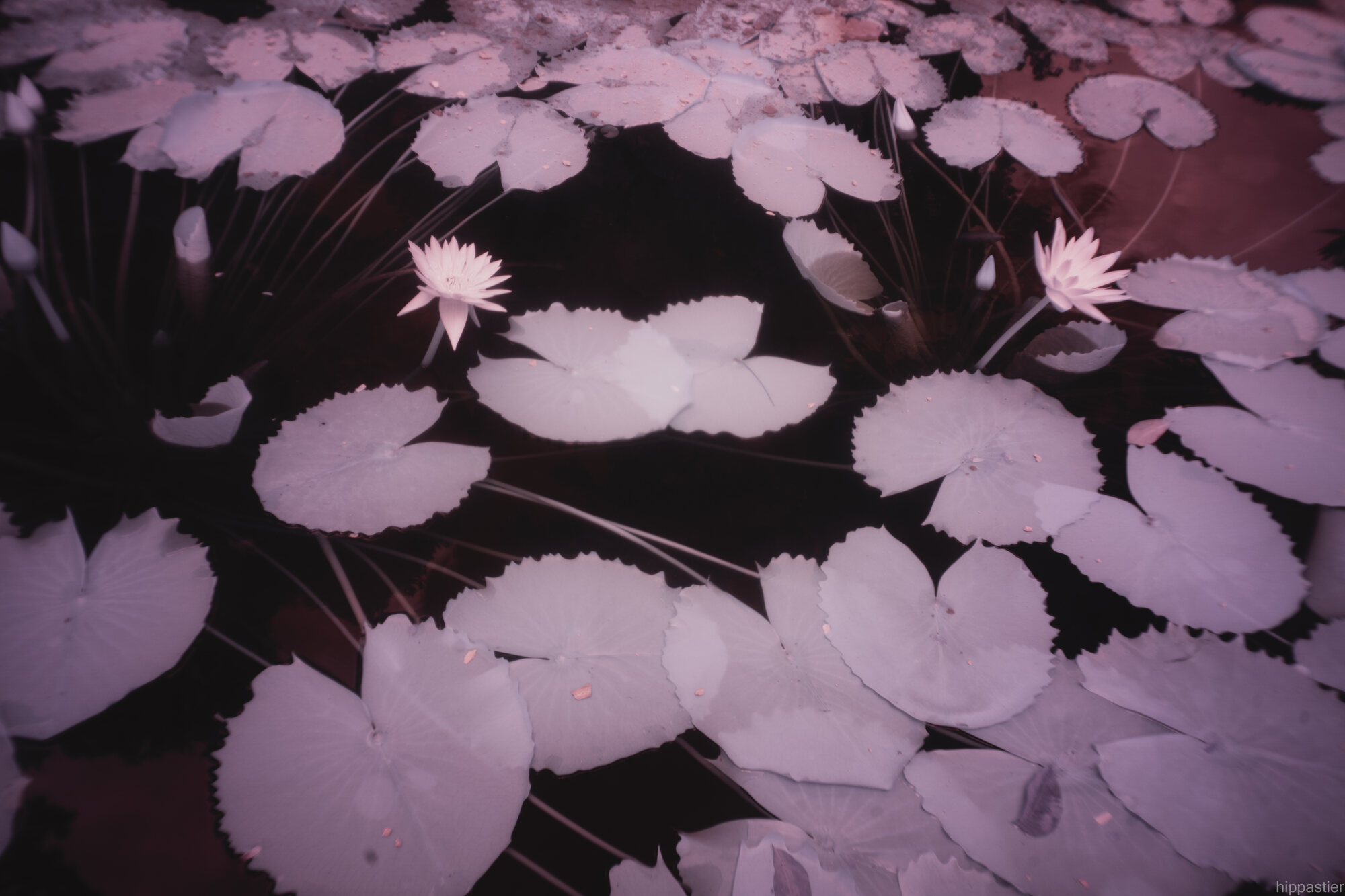 Water lilies and pads in infrared, lavender and cream tones
