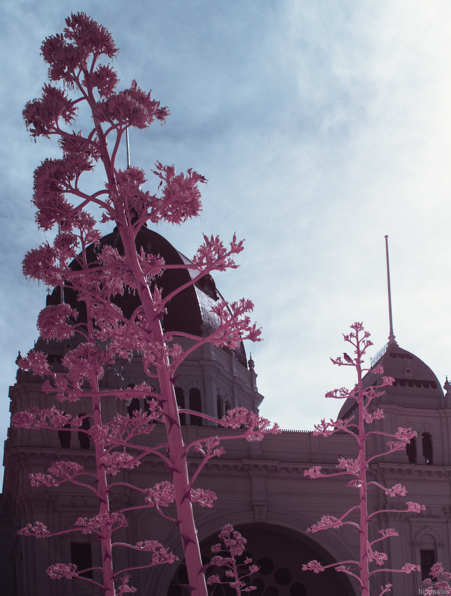Flowering agave stalks in front of the Royal Exhibition Building dome, Melbourne, pink infrared