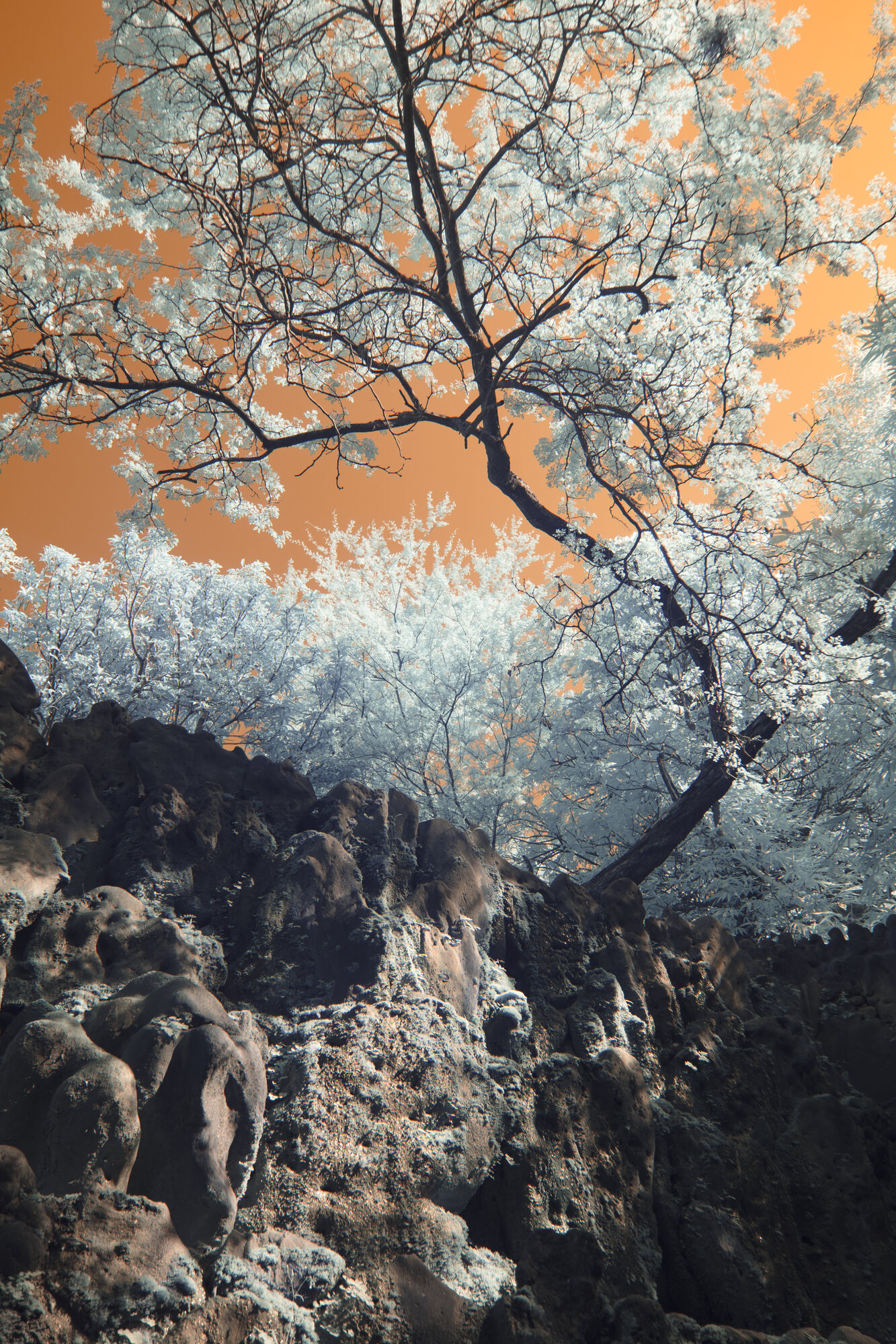 Tree over volcanic rock formations, orange sky infrared