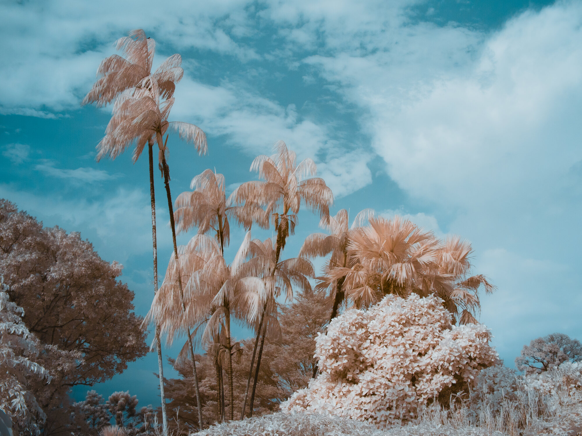 Tall palms against blue sky and clouds in false-colour infrared