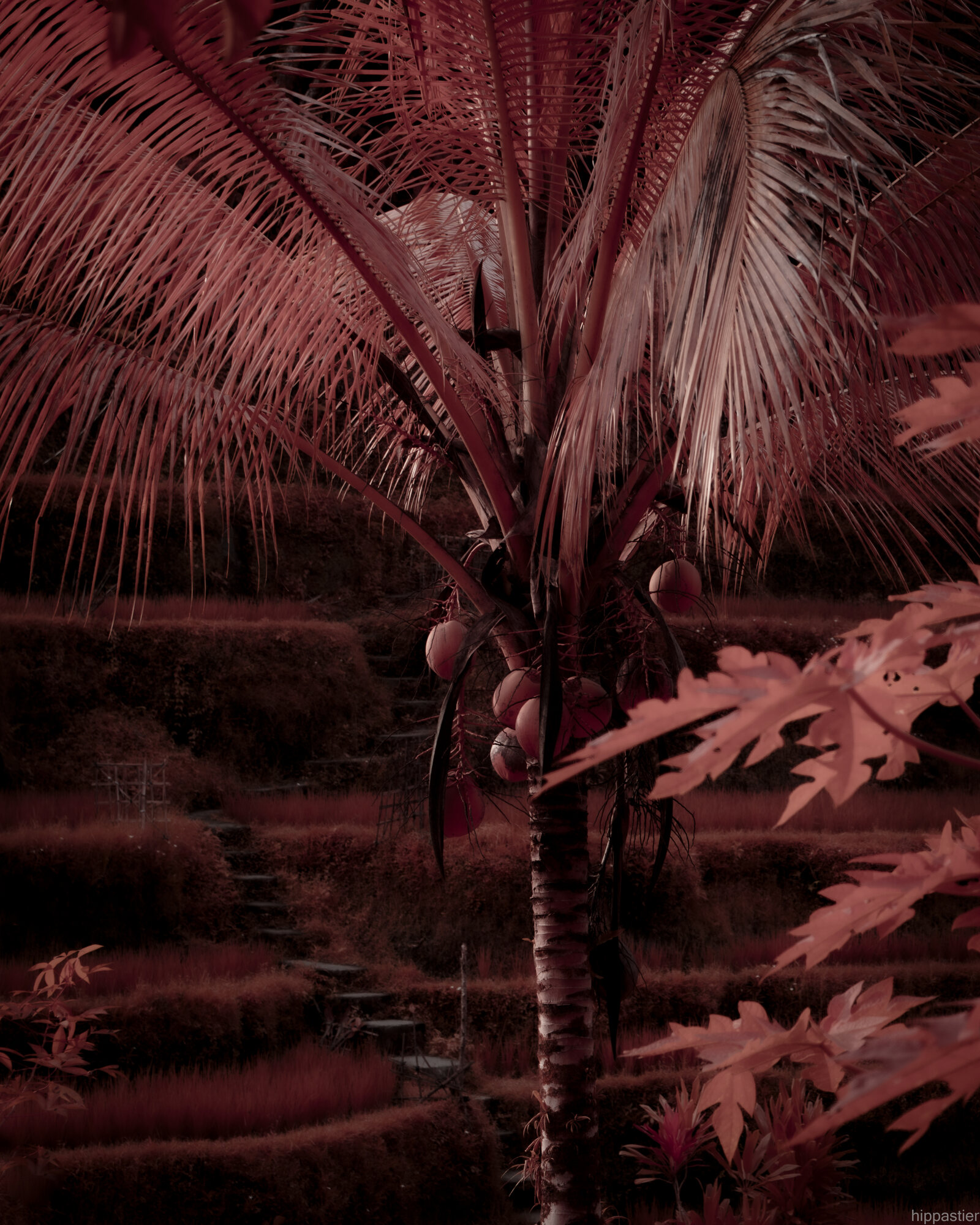 Coconut palm in infrared, deep red tones, terraced hillside behind