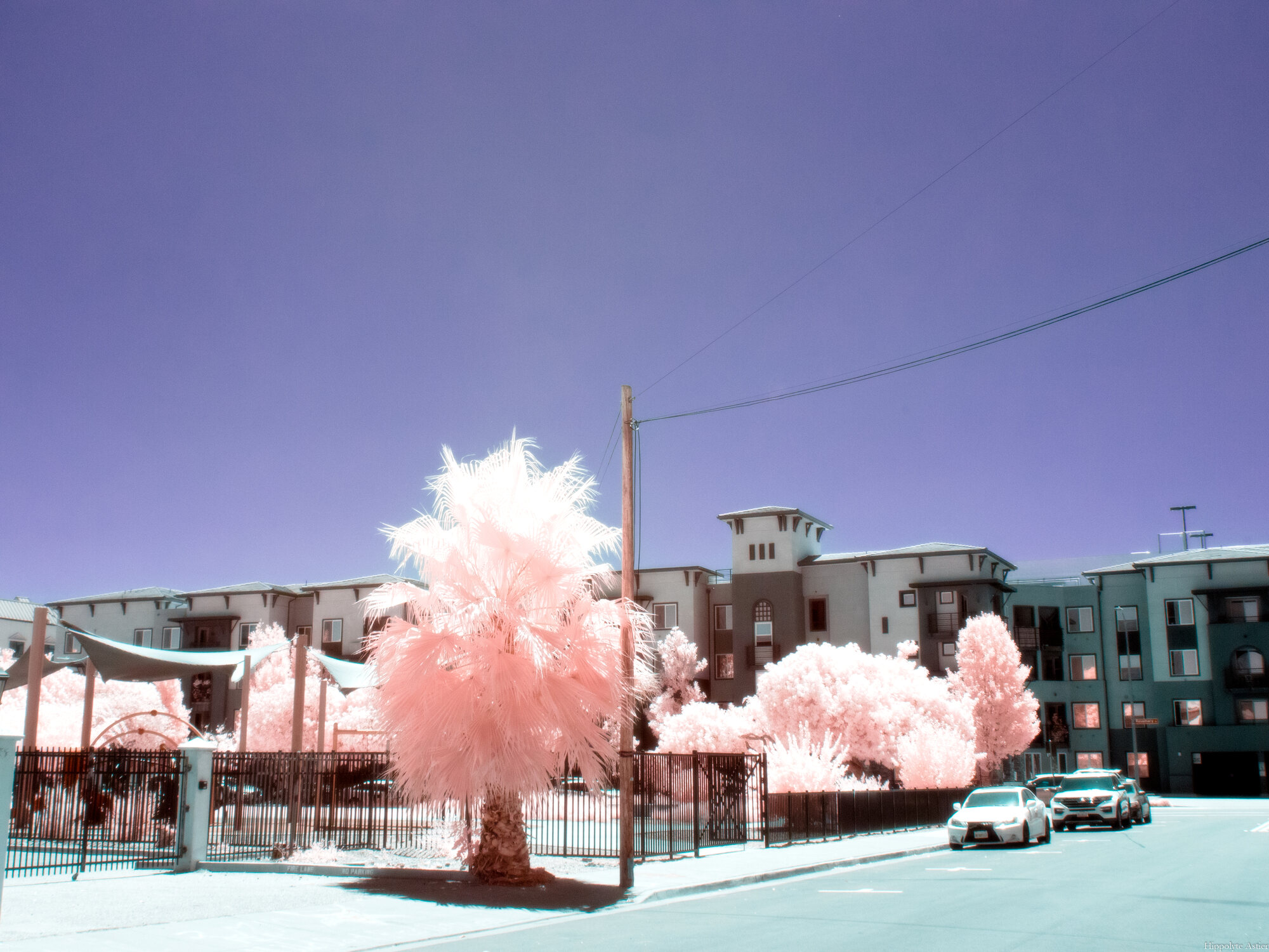 Palm tree in front of apartment buildings under deep blue infrared sky