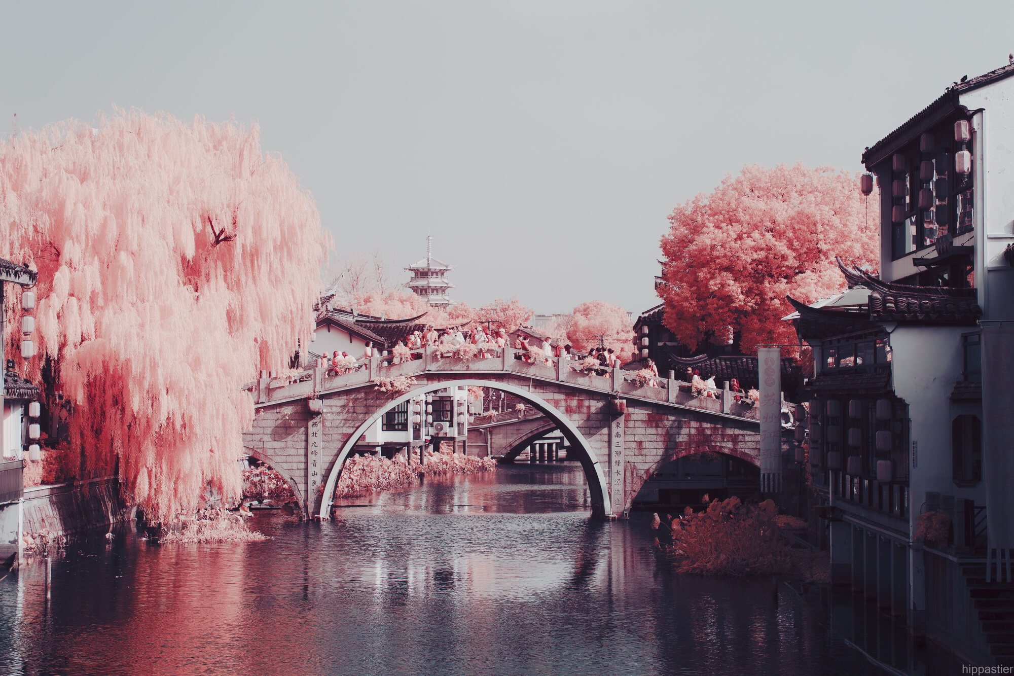 Stone arch bridge over a canal lined with weeping willows in infrared pink, pagoda in the distance