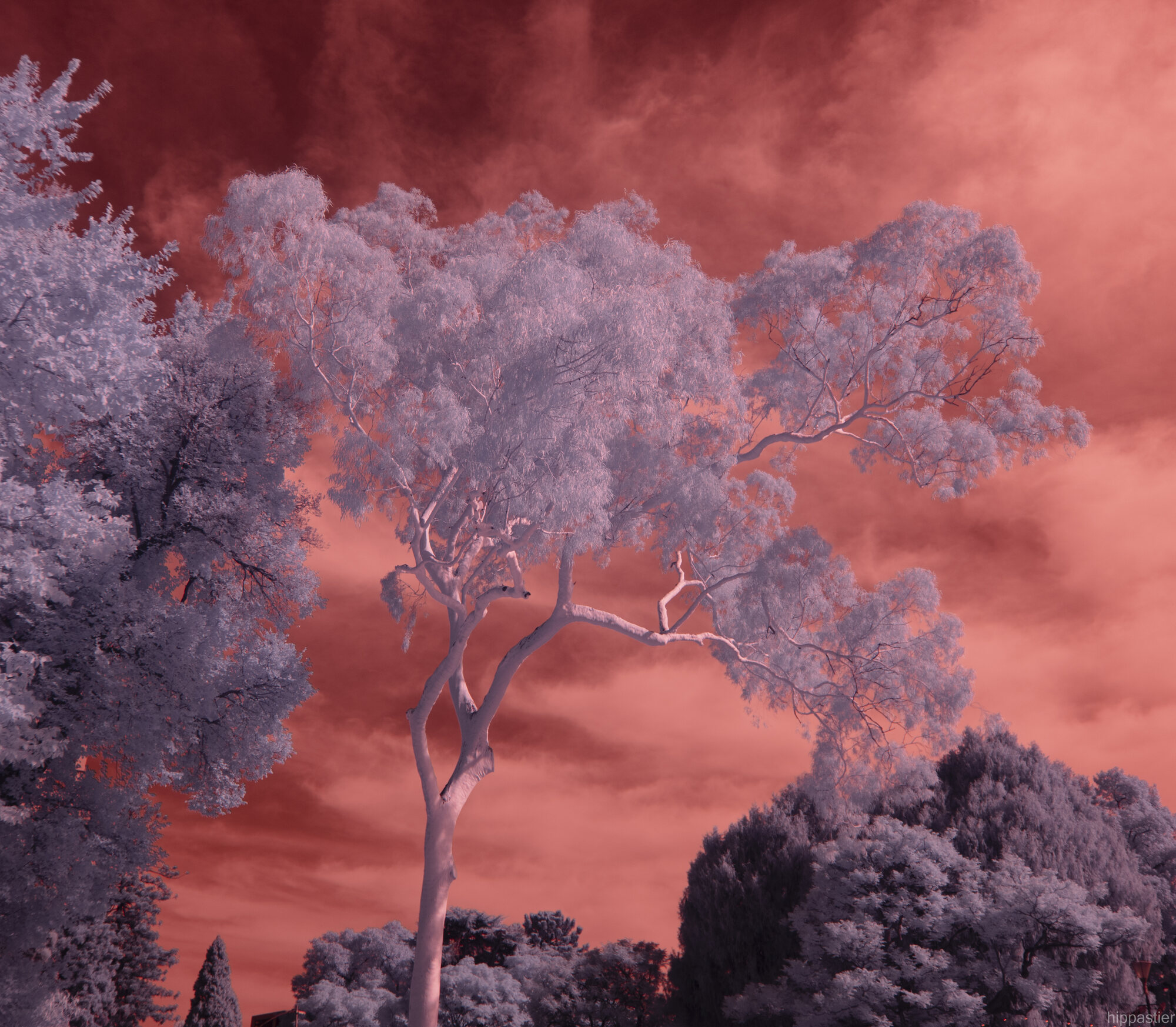 Solitary gum tree against a deep red infrared sky, Melbourne