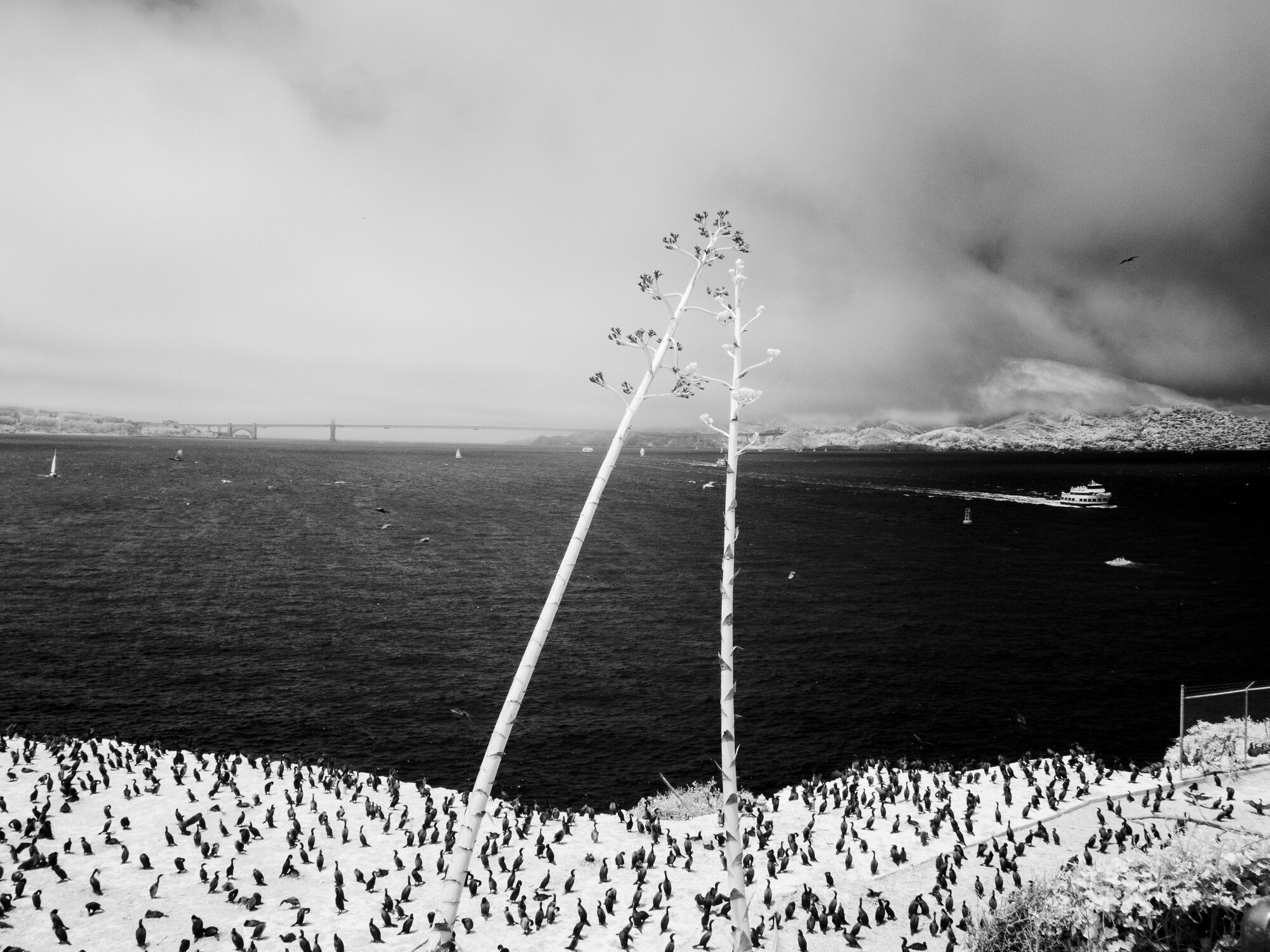 Agave stalks over a colony of cormorants, Golden Gate Bridge in the distance, black and white infrared