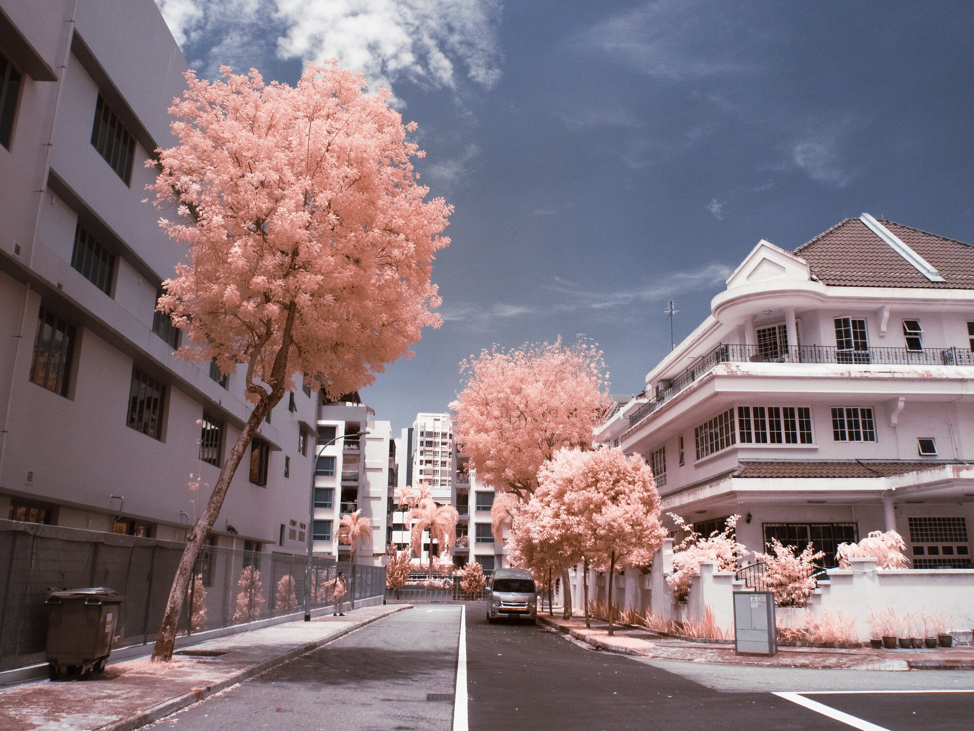Coral pink trees lining a residential street under blue sky, infrared, Singapore