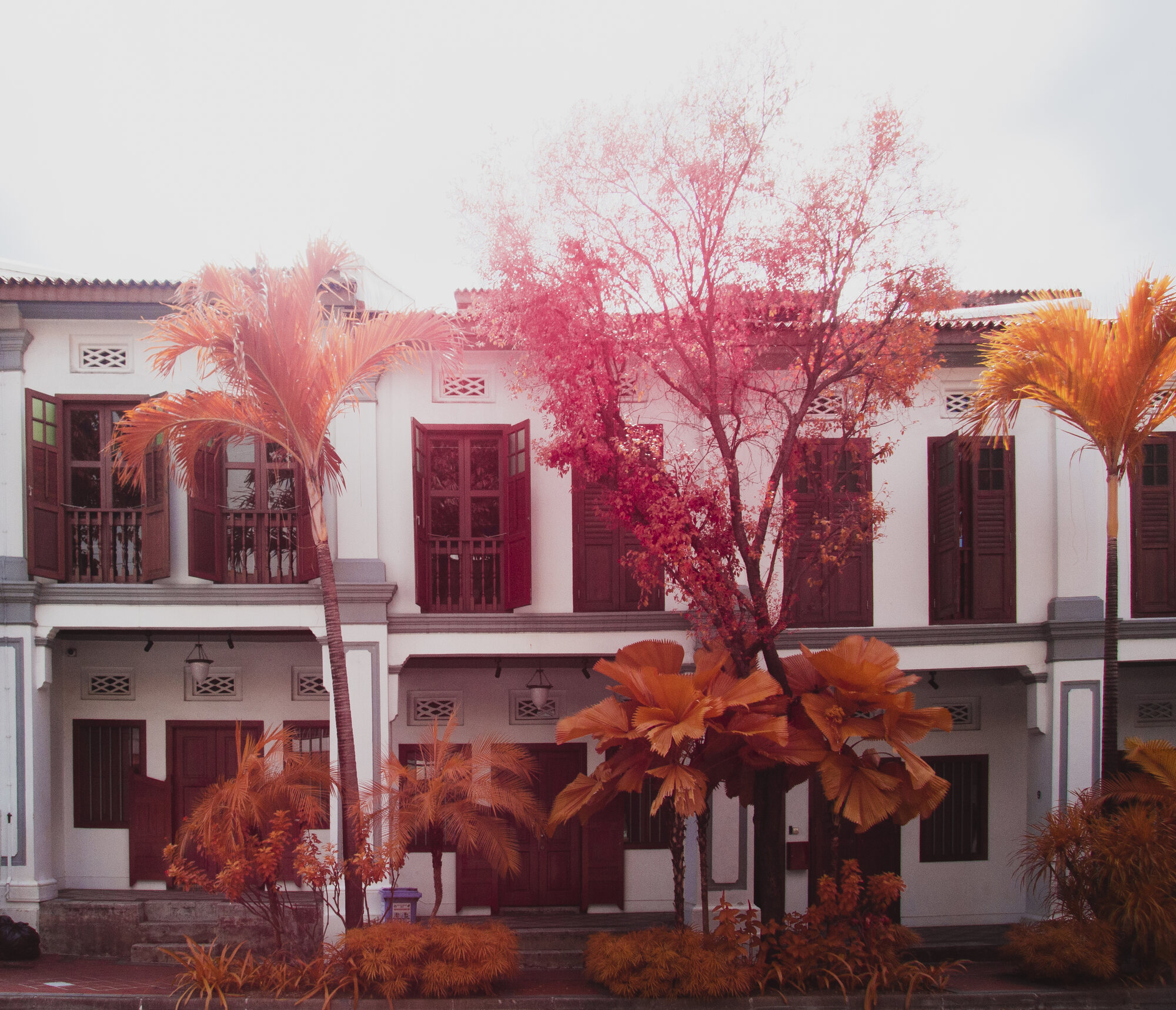 Shophouses in Chinatown with palm trees and a red-leafed tree in infrared, warm tones