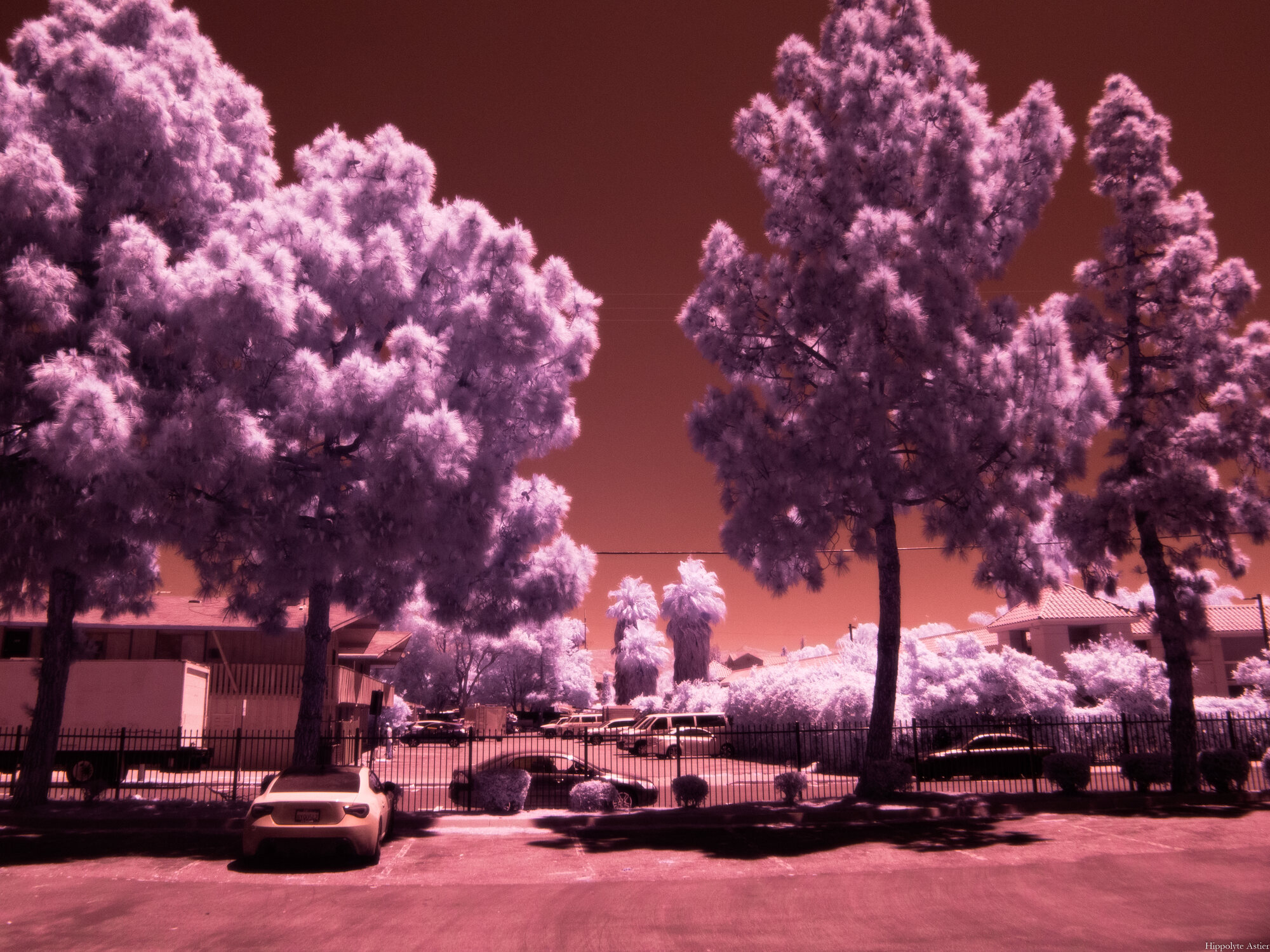 Pine trees turned lavender in infrared over a parking lot, orange sky