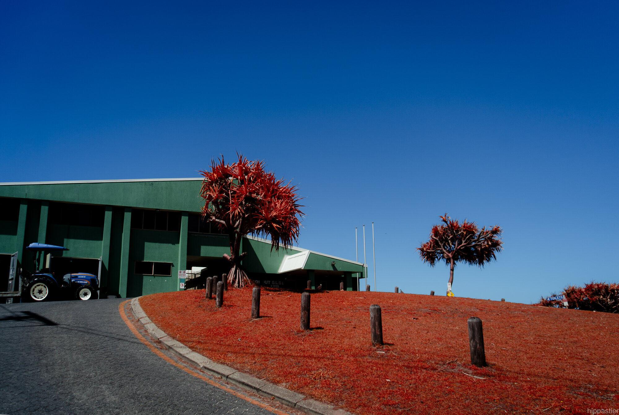 Red pandanus tree beside a green building under blue sky, infrared, Stradbroke Island