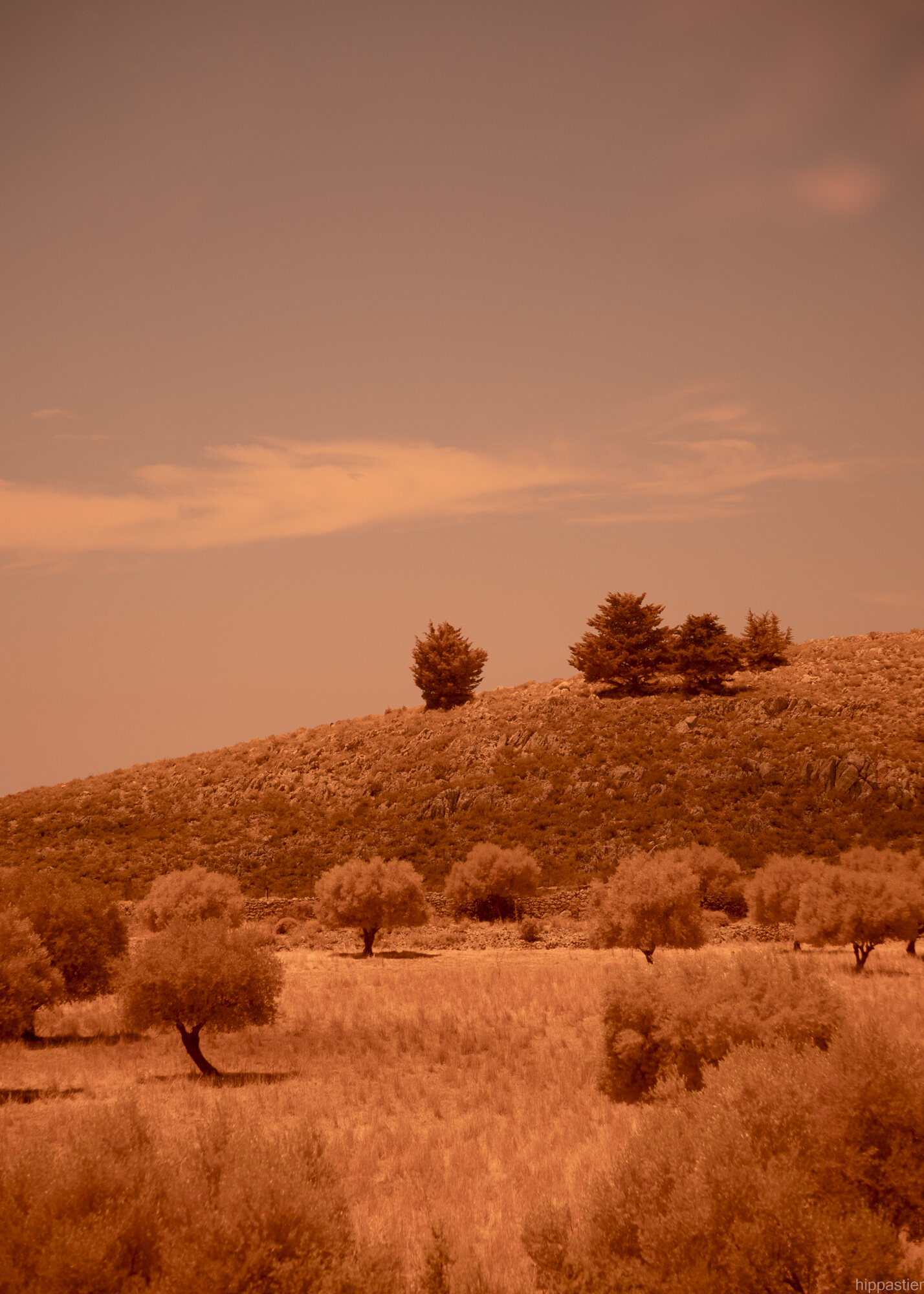 Olive trees in a warm-toned field below a rocky hillside with pines, full-spectrum photograph, Symi