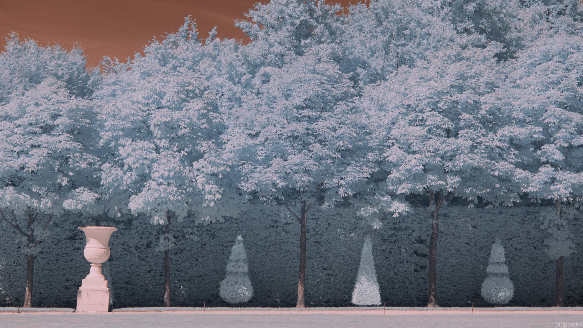 Marble urn among clipped hedges at Versailles, infrared blue-white foliage